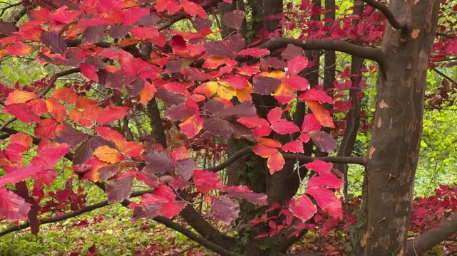 Red autumn crown of Parrotia persica (Persian ironwood) in the park.