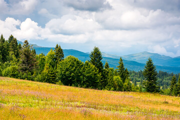 rural landscape with green field in beautiful highland of ukraine. agricultural background with coniferous forest and mountain in the distance under heavy clouds on sky. countryside pasture