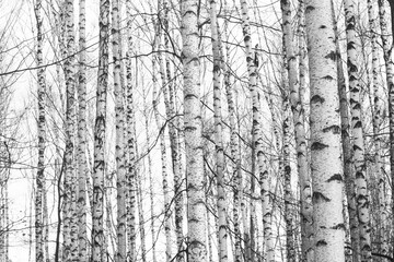 Fototapeta premium black-and-white photo with white birches