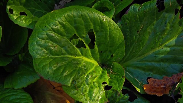 The round green leaves of Arum maculatum, Cuckoo-pint or lords-and-ladies, with moving shadows, swaying slightly