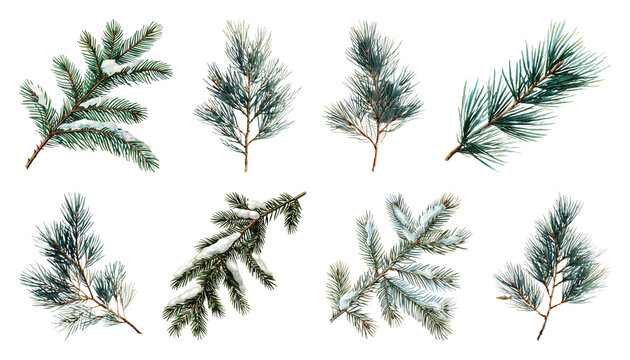 PNG Snow-covered pine branches illustration, element set on transparent background