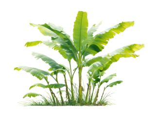 Lush Green Banana Plants with Vibrant Foliage