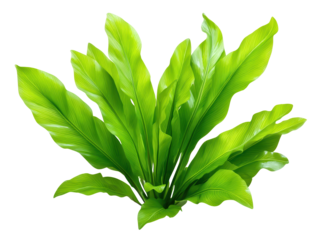 Vibrant Green Foliage with Dense Leaf Cluster White Background