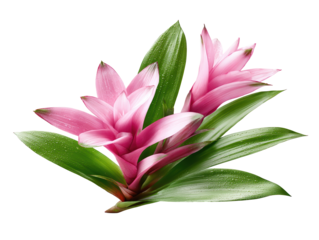 Vibrant Pink Flowers with Glossy Green Leaves White Background
