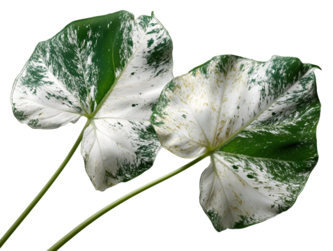 Broad Variegated Tropical Leaves White Background