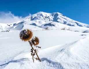 A close-up captures a dried thistle flower dusted with snow, set against a snow-covered landscape and a blurred snow-capped mountain under a blue sky