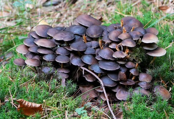 a colony of small dark brown mushrooms is growing in thick green forest moss