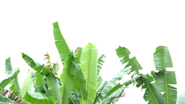 Vibrant Tropical Atmosphere of Fresh Green Banana Leaves Reaching Towards Bright Sky, Showcasing Natures Beautiful Foliage and Diverse Plant Shapes in Outdoor Setting