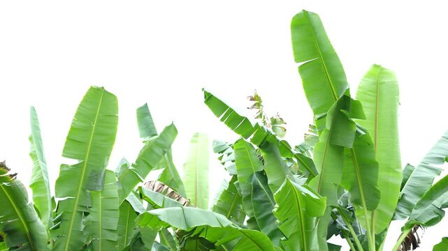 Vibrant Tropical Atmosphere of Lush Green Banana Leaves Showcasing Unique Shapes and Textures Against Bright Background, Evoking Freshness and Nature in Outdoor Foliage.