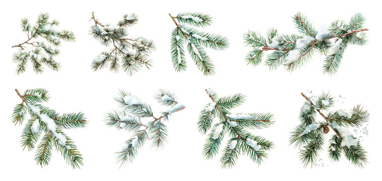 PNG Snow-covered evergreen pine branches, element set on transparent background