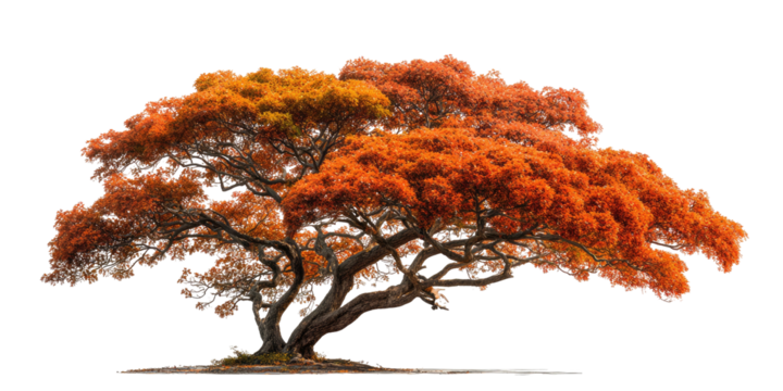 A vibrant autumnal tree, showcasing fiery orange and red leaves against a black background