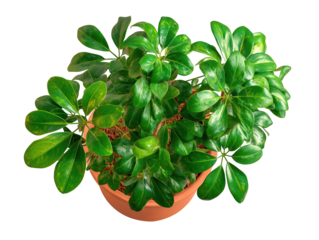 Lush Green Potted Plant with Glossy Leaves