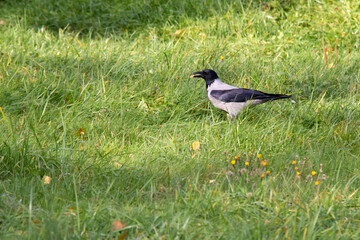 A rook with a roast in its beak walks on a background of green grass. Horizontal shot.
