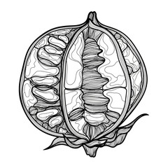 Fototapeta premium Detailed Black and White Pomegranate Outline Illustration Highlighting Fruit and Seed Structure