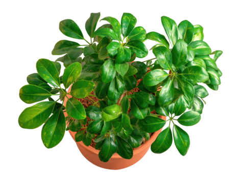 Lush Green Potted Plant with Glossy Leaves