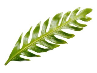 Vibrant Green Lobed Leaf White Background