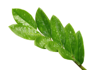 Bright Green Glossy Leaves White Background