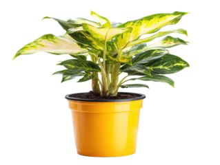 Variegated Potted Plant Bright Yellow Pot White Background