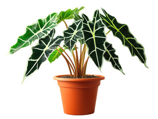 Fototapeta premium Healthy Green Potted Plant with Large Veined Leaves