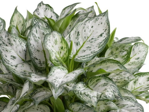 Closeup Variegated Green and White Foliage