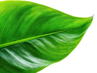 Closeup Vibrant Green Leaf White Background