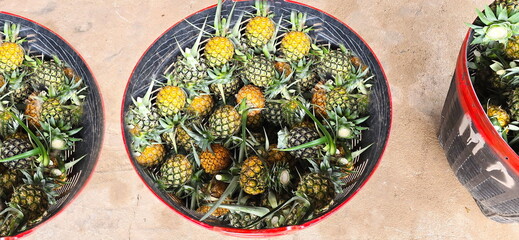 Organic pineapples are harvested from the farm and put in plastic baskets ready for sale. This tropical fruit has a sweet and sour taste. The green skin has many pineapple eyes. Many Ananas comosus 
