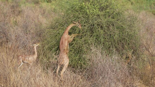 A Gerenuk or Giraffe Gazelle stands bipedally on its hind legs stretching its long neck to browse on leaves from a thorny bush in Samburu National Reserve Kenya