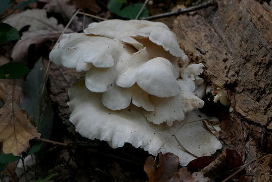 an oyster mushroom (pleurotus ostreatus) cluster growing on a dark tree trunk