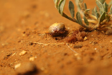 A female tick carefully lays 1500 eggs in the shade under grass, then guards them briefly. A stunning macro view of parasite reproduction, perfect for biology, veterinary, and environmental use.