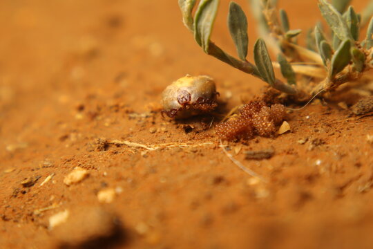 A female tick carefully lays 1500 eggs in the shade under grass, then guards them briefly. A stunning macro view of parasite reproduction, perfect for biology, veterinary, and environmental use.