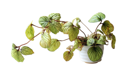 PNG of A lush green houseplant with textured leaves in a simple white pot, lending a fresh vibe to any indoor space.