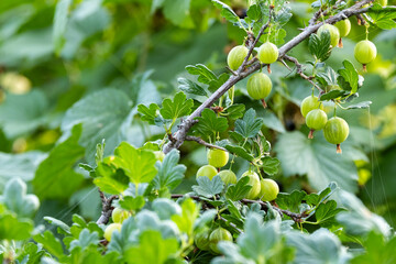 Green ripe gooseberries on a bush in the garden.