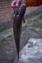 Woman holds a of carp fish outside. Cooking for dinner outside, picnic concept.