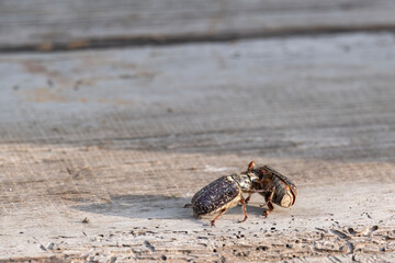 Marble beetle on a wooden board, a dangerous pest of gardens and vegetable gardens.