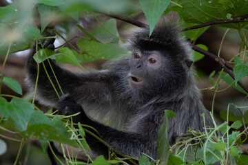 Silver langur portrait eating a leaf in Borneo rainforest in Bako National Park