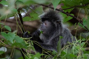 Silver langur portrait eating a leaf in Borneo rainforest in Bako National Park