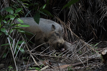 Rare bornean bearded pig close up in the shade of Borneo rainforest