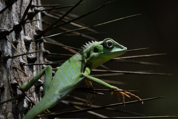 Beautiful green crested lizard close up, climbing a thorny tree in Borneo rainforest 