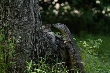 Monitor lizard climbing a tree in Borneo Rainforest in Sapi Island 