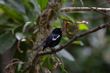 The Oriental magpie-robin is a small passerine bird, classed as a member of family Turdidae, now considered an Old World flycatcher. They are distinctive black and white birds with long tail