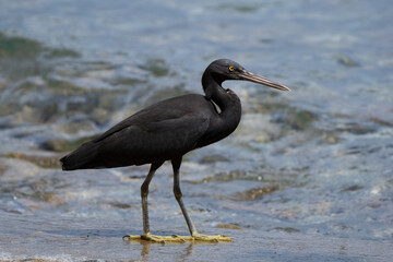 Pacific reef heron side view on a stone in Borneo Malaysia beach, with typical heron retracted neck position 