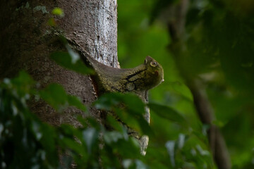 Sunda flying lemur hanging on a tree in the Borneo rainforest