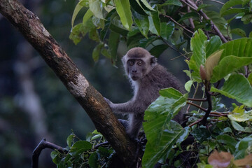 Obraz premium Portrait of long-tailed Macaque in Borneo. Macaca fascicularis lives in wide range of habitats including primary and secondary forest, mangroves, plantations and the outskirts of towns and villages. 