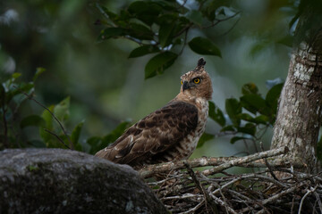Frontal view close-up of a changeable hawk-eagle (Nisaetus cirrhatus) or crested hawk-eagle, a large bird of prey species of the family Accipitridae. The eagle is protecting her nest on a tree