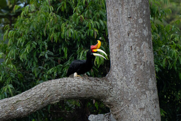 The rhinoceros hornbill (buceros rhinoceros) is a large species of forest hornbill (bucerotidae). It is found in lowland, montane and tropical climates and in mountain rainforest up to 1400 meters