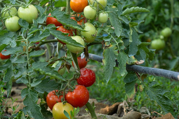 A bed of tomatoes in the garden, a ripe tomato on a bush.