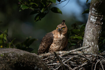 The changeable hawk-eagle (Nisaetus cirrhatus) or crested hawk-eagle is a large bird of prey species of the family Accipitridae. The eagle is protecting her nest and the eggs from other predators