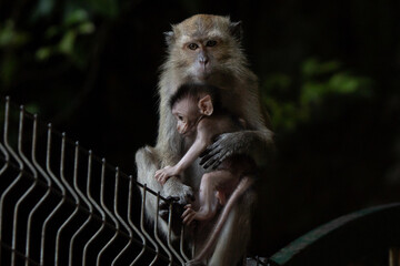 Female macaque with her baby, on the top of a gate in Batu Caves in Malaysia. City meets wildlife, in a bitter-sweet hug