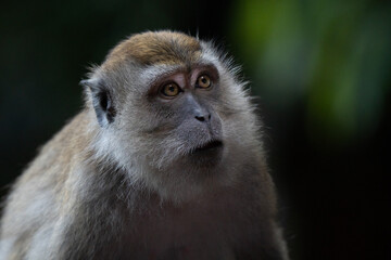 Macaque portrait. The focused and deep sight underlined the intelligence of this beautiful animal