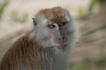 Portrait of long-tailed Macaque. Macaca fascicularis lives in wide range of habitats including primary and secondary forest, mangroves, plantations and the outskirts of towns and villages